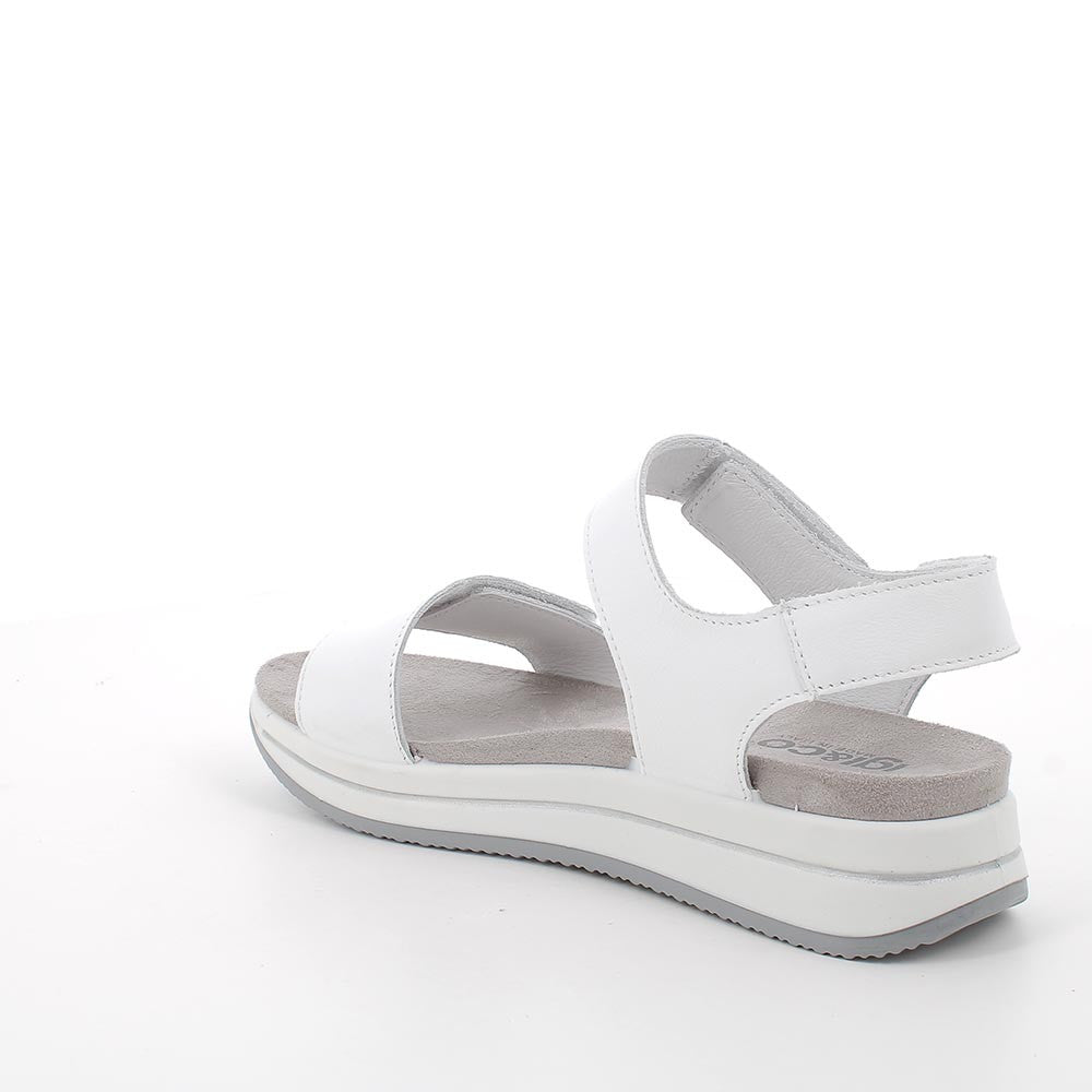IGI-CO 7675433 PLATA